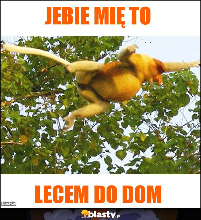 Jebie mię to