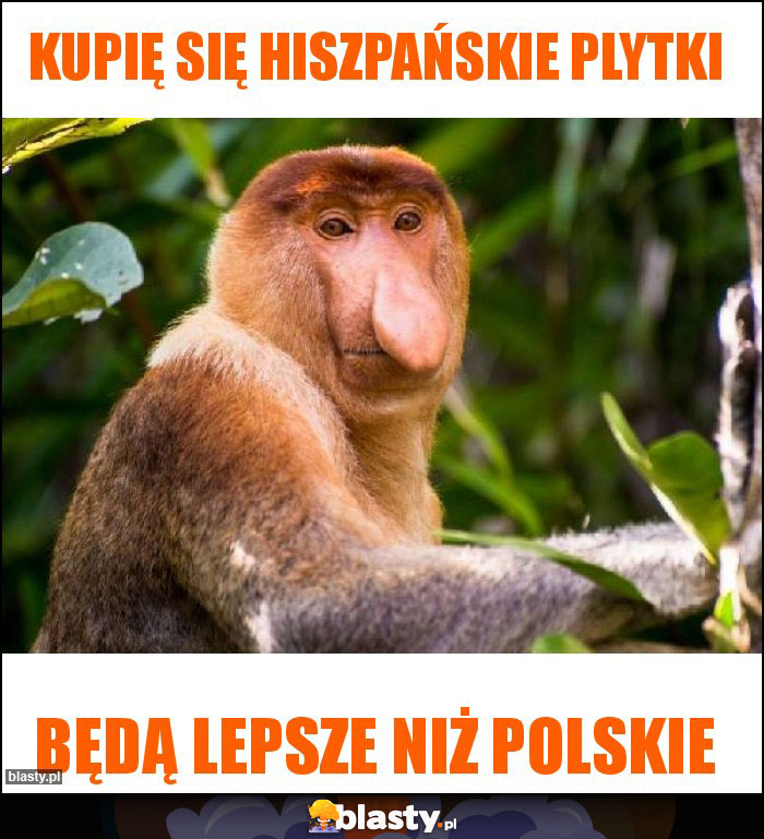 Kupię się hiszpańskie plytki