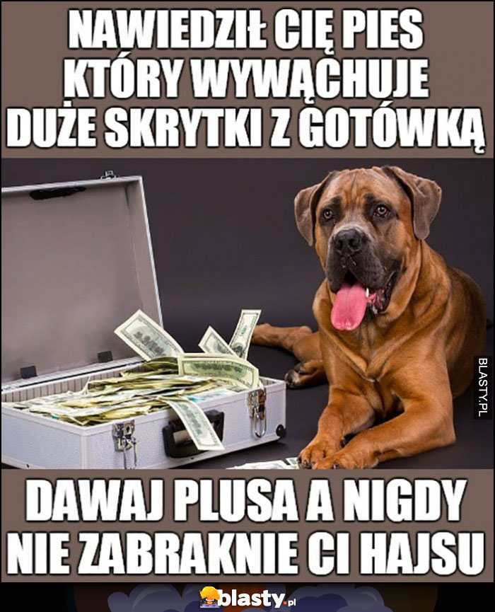 Nawiedził Cię pies który wywąchuje duże skrytki z gotówką, dawaj plusa a nigdy nie zabraknie Ci hajsu