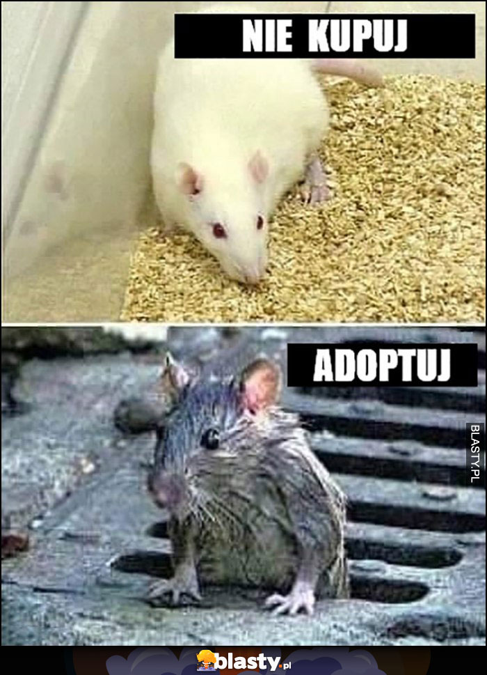 Nie kupuj myszy adoptuj szczura