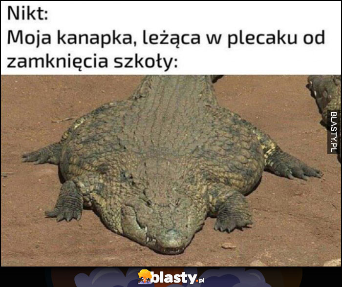 Nikt, moja kanapka leżąca w plecaku od zamknięcia szkoły krokodyl aligator