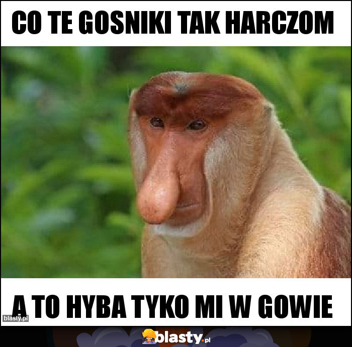 Co te gosniki tak harczom