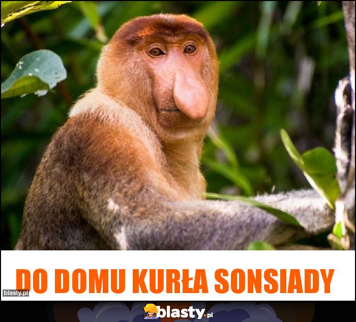 Do domu Kurła sonsiady