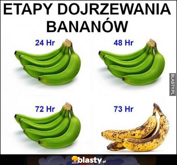 Etapy dojrzewania bananów zielone a potem od razu brązowe