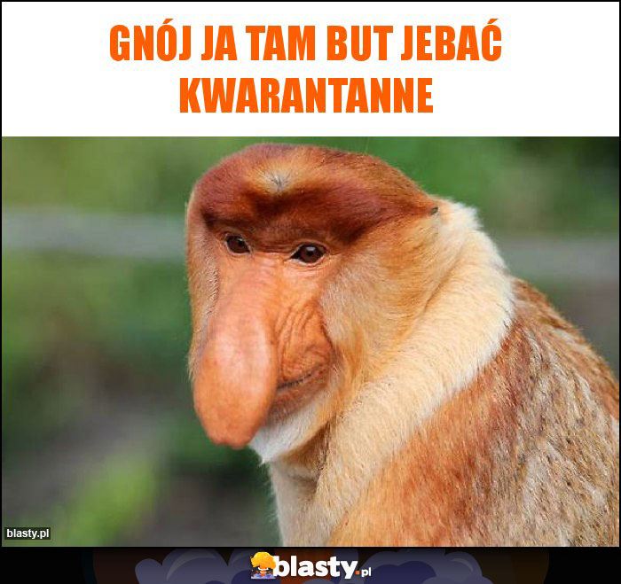 Gnój ja tam but jebać kwarantanne