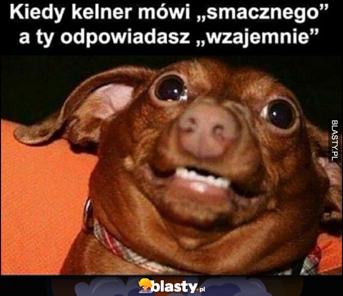 Kiedy kelner mówi smacznego a ty odpowiadasz wzajemnie pies piesek