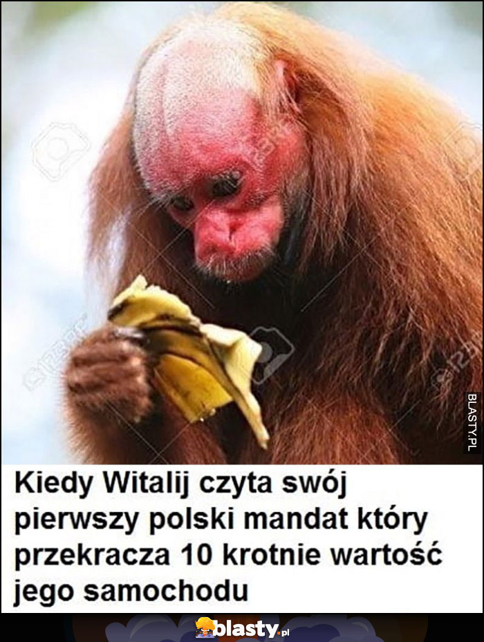 Kiedy Witalij czyta swój pierwszy polski mandat, który przekracza 10-krotnie wartość jego samochodu małpa banan