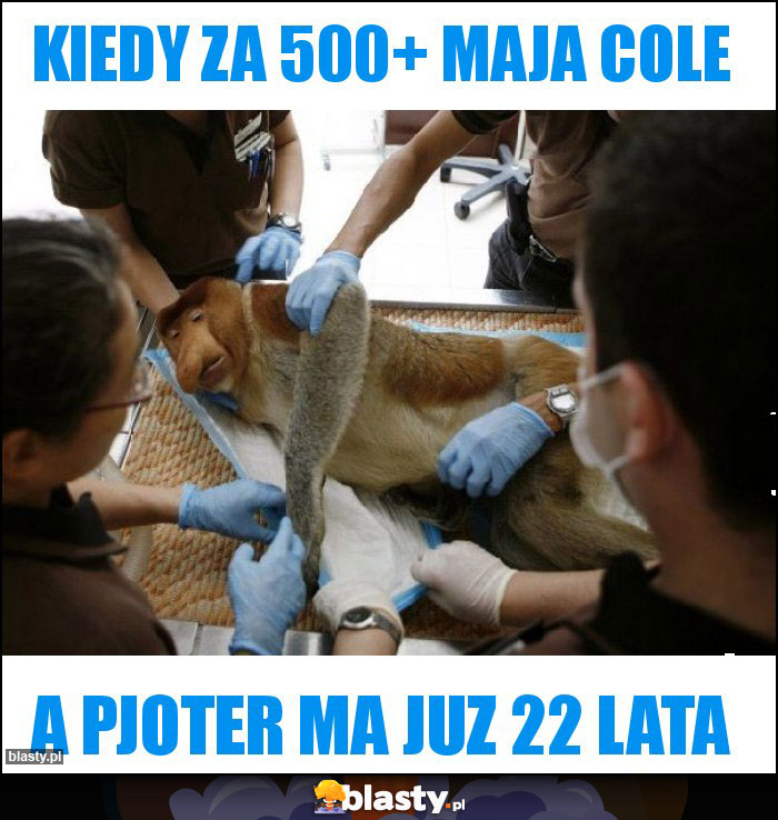 Kiedy za 500+ maja cole