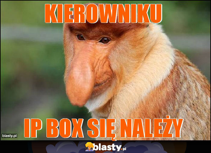 Kierowniku