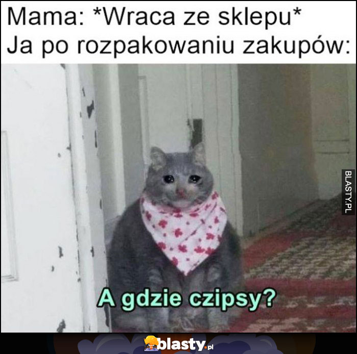 Mama wraca ze sklepu, ja po rozpakowaniu zakupów: a gdzie czipsy? Smutny kot