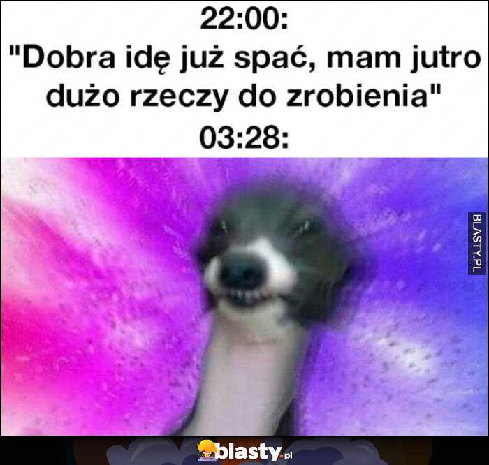 22:00 dobra ideę spać, mam jutro dużo rzeczy do zrobienia, 03:28 nadal nie śpię pies