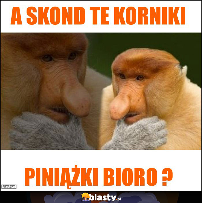 A skond te korniki