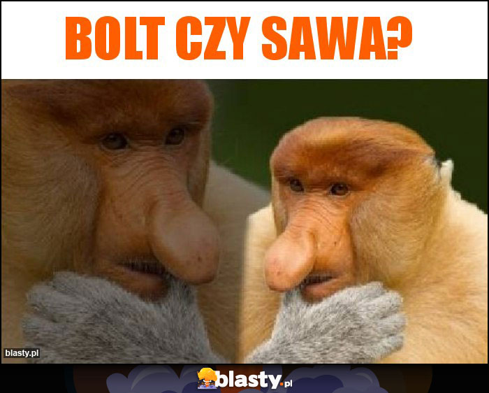 Bolt czy sawa?