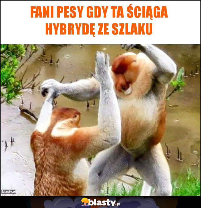 Fani Pesy gdy ta ściąga hybrydę ze szlaku