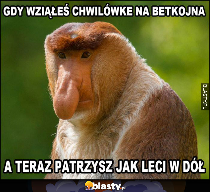 Gdy wziąłeś chwilówkę na Bitcoina a teraz patrzysz jak leci w dół Polak nosacz małpa