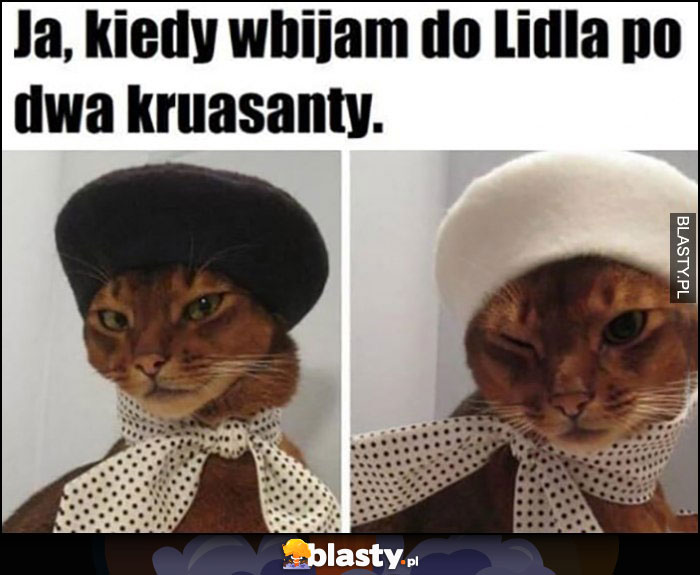 Ja kiedy wbijam do Lidla po dwa kruasanty kot koty