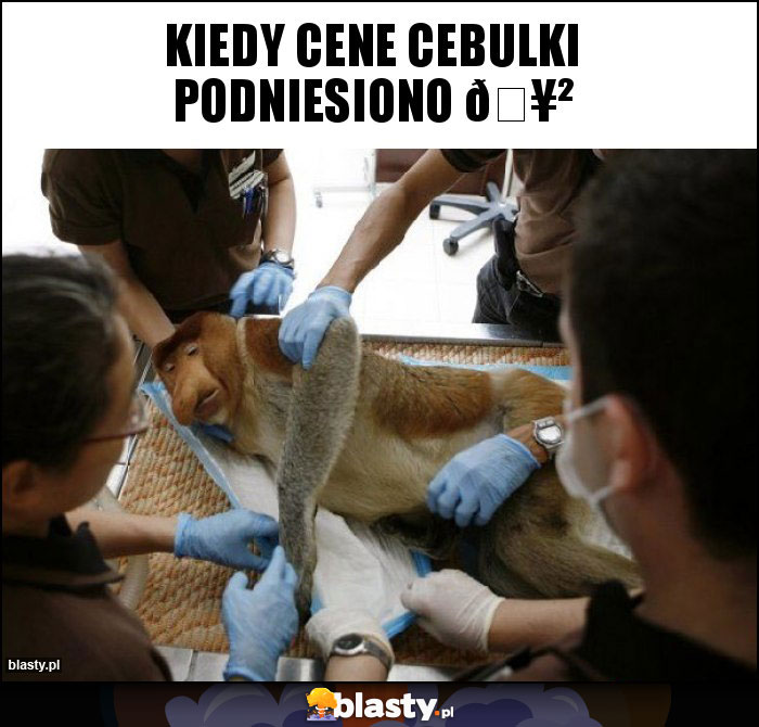 KIEDY CENE CEBULKI PODNIESIONO ????