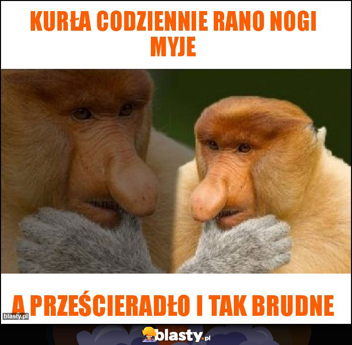 Kurła codziennie rano nogi myje