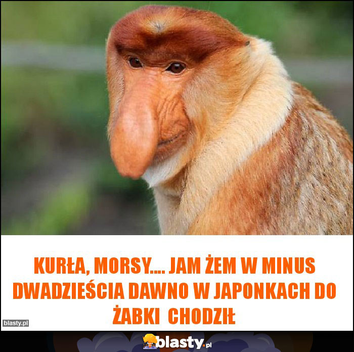 Kurła, morsy.... Jam żem w minus dwadzieścia dawno w japonkach do żabki  chodził