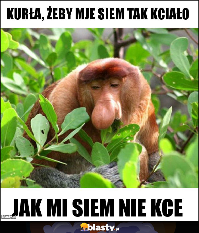 Kurła, żeby mje siem tak kciało