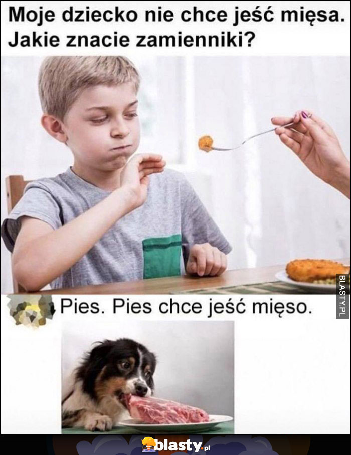 Moje dziecko nie chce jeść mięsa, jakie znacie zamienniki, pies, pies chce jeść mięso