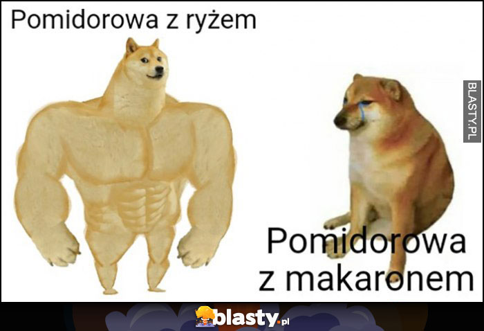 Pies pieseł doge pomidorowa z ryżem vs pomidorowa z makaronem