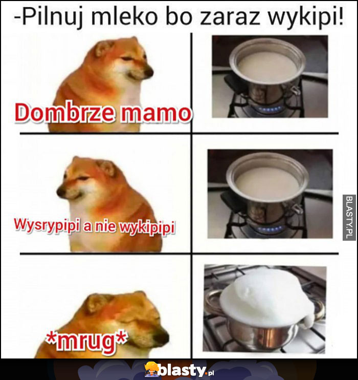 Pilnuj mleko bo zaraz wykipi i wykipiało pies pieseł doge