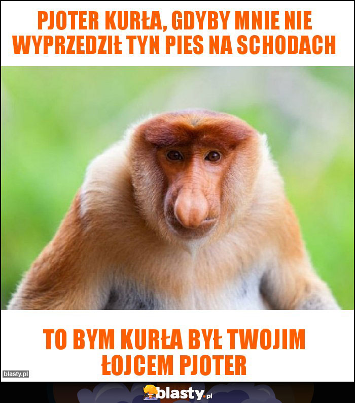 Pjoter kurła, gdyby mnie nie wyprzedził tyn pies na schodach