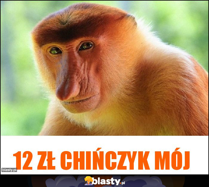 12 zł chińczyk mój