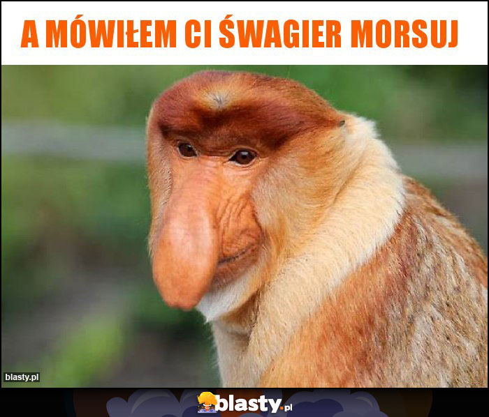 A mówiłem Ci śwagier morsuj