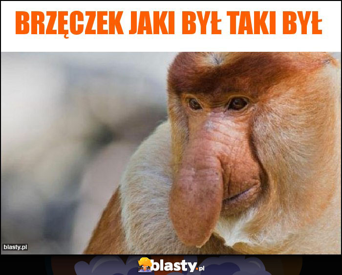 BRZĘCZEK JAKI BYŁ TAKI BYŁ