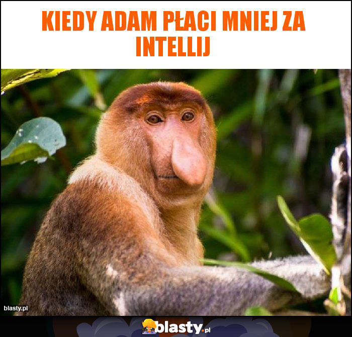Kiedy Adam płaci mniej za intellij
