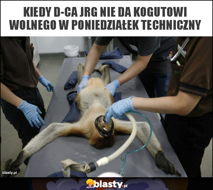 Kiedy d-ca JRG nie da kogutowi wolnego w poniedziałek techniczny