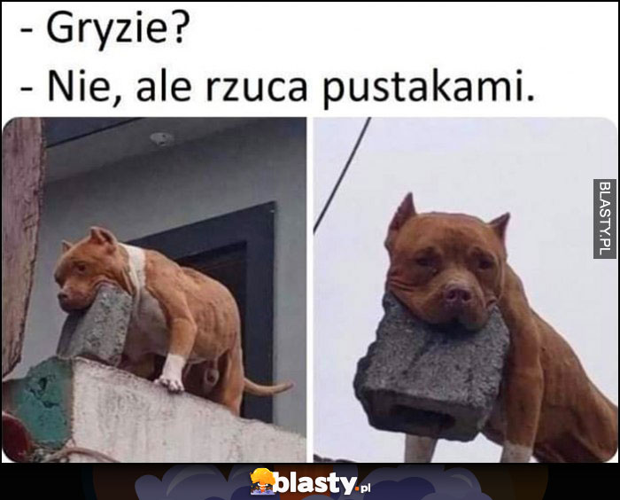 Pies, gryzie? Nie, ale rzuca pustakami