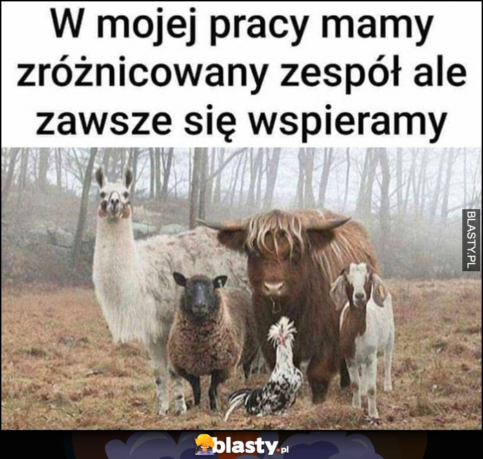 W mojej pracy mamy zróżnicowany zespół ale zawsze się wspieramy różne dziwne zwierzęta