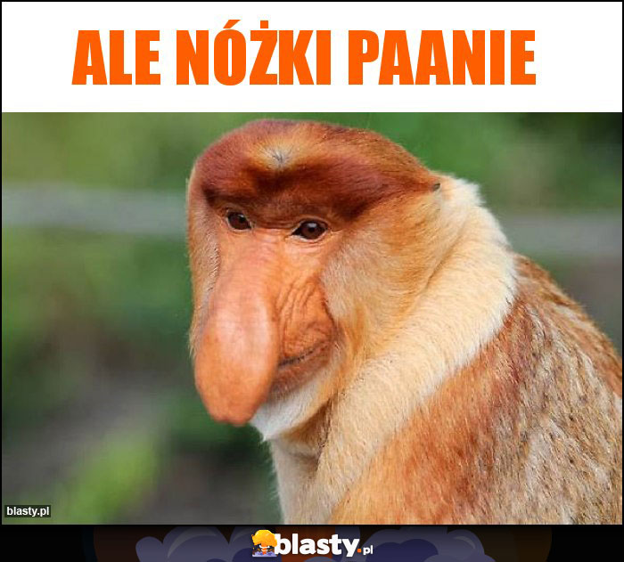 Ale nóżki paanie