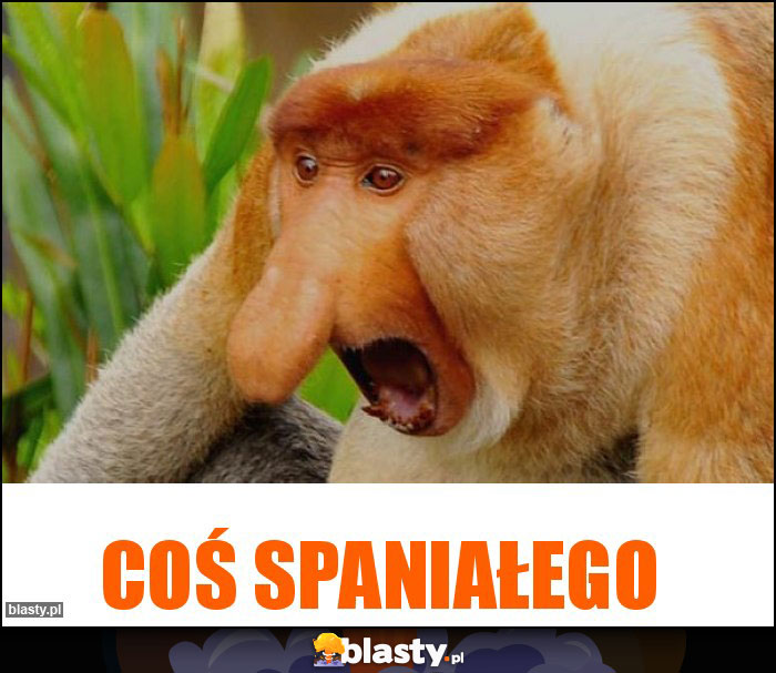 COŚ SPANIAŁEGO