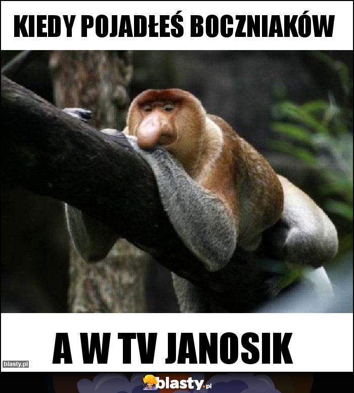 Kiedy pojadłeś boczniaków