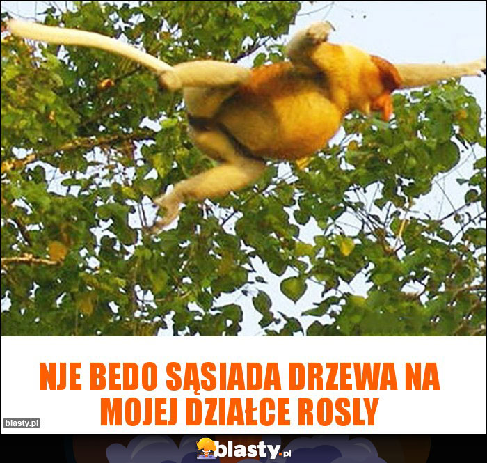Nje bedo sąsiada drzewa na mojej działce rosly