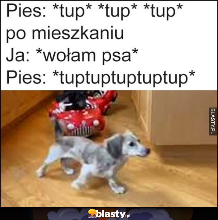 Pies tup tup po mieszkaniu, ja: wołam psa, pies: tuptuptup szybciej