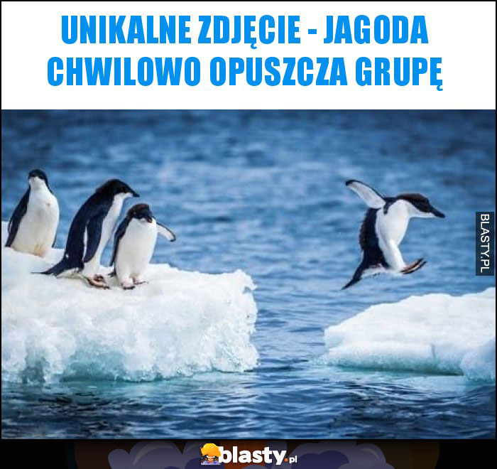 Unikalne zdjęcie - jagoda chwilowo opuszcza grupę