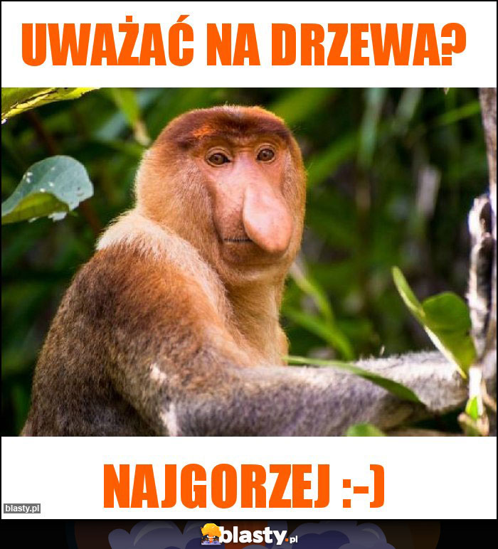 Uważać na drzewa?