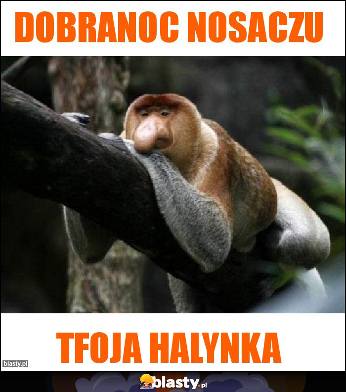 Dobranoc nosaczu