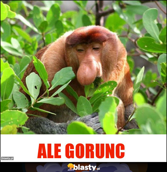 ALE GORUNC
