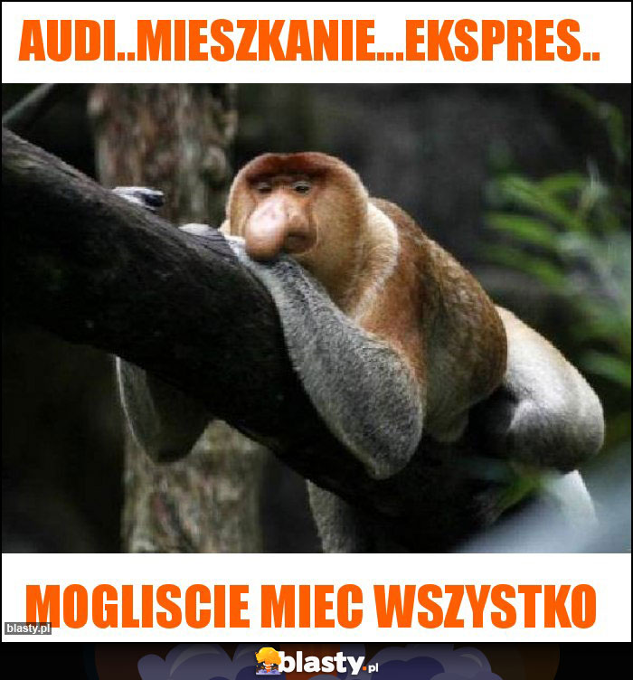 Audi..mieszkanie...ekspres..