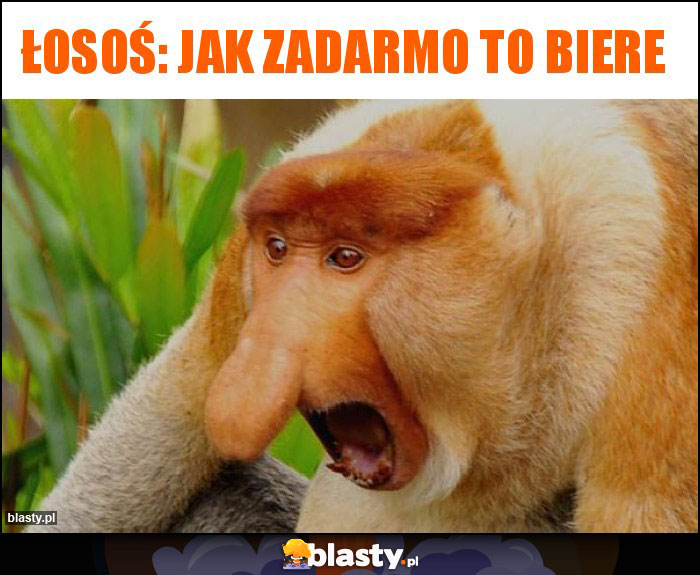 łosoś: JAK ZADARMO TO BIERE