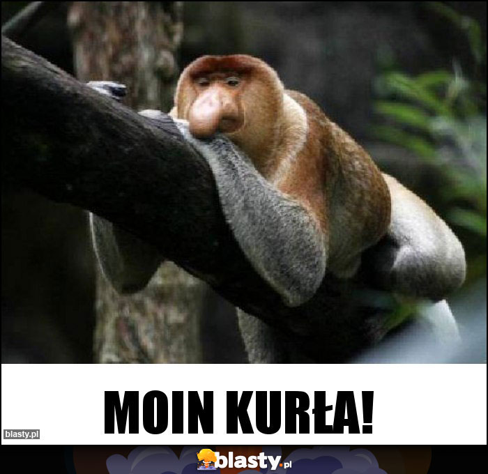 Moin Kurła!