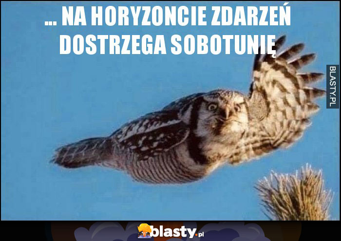 ... Na horyzoncie zdarzeń dostrzega sobotunię