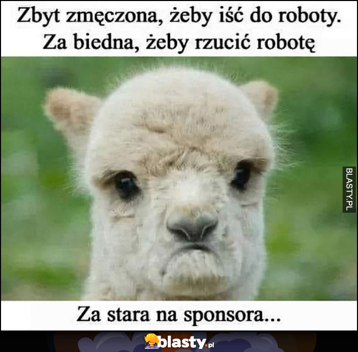 Owca owieczka zbyt zmęczona, żeby iść do roboty, za biedna żeby rzucić robotę, za stara na sponsora