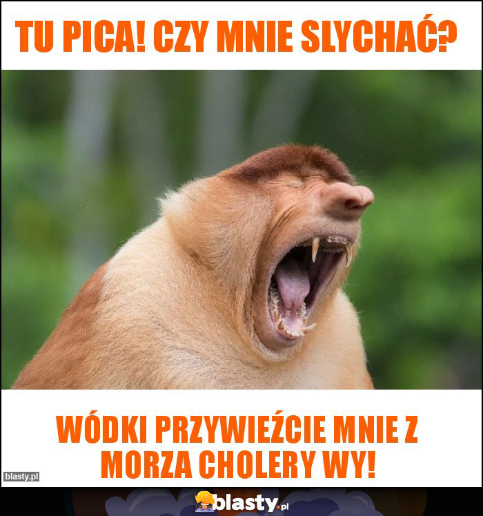 Tu pica! Czy mnie slychać?